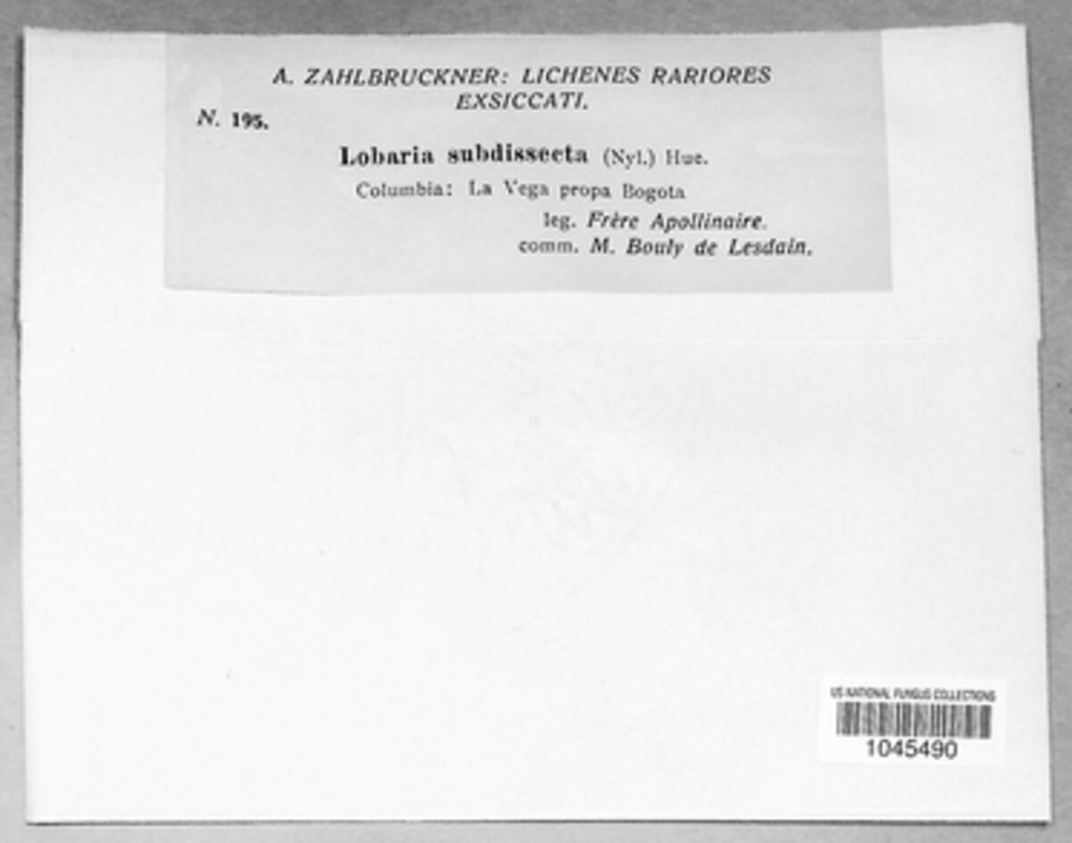 Yoshimuriella subdissecta image